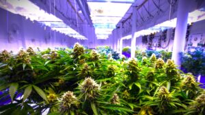 cannabis Grow rooms - The State of Marijuana Legalization in Topeka, Kansas: What You Need to Know